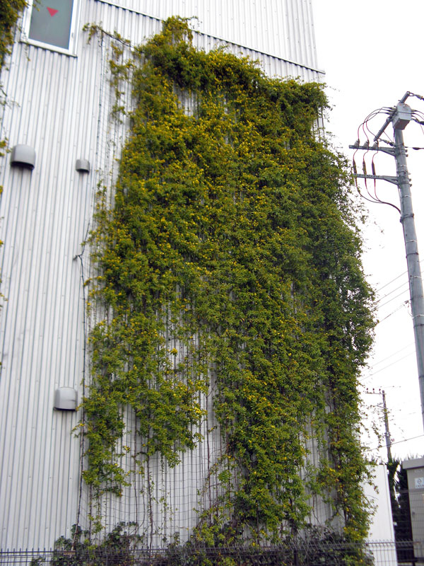 壁面緑化　カロライナジャスミン