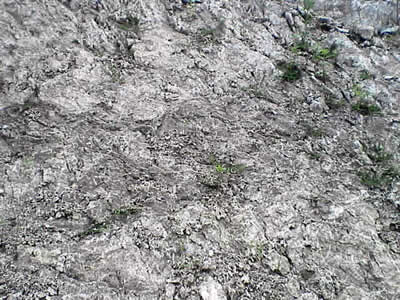 蛇紋岩土壌