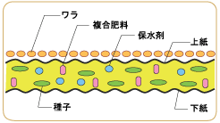 NKワラ芝　ワラ芝断面